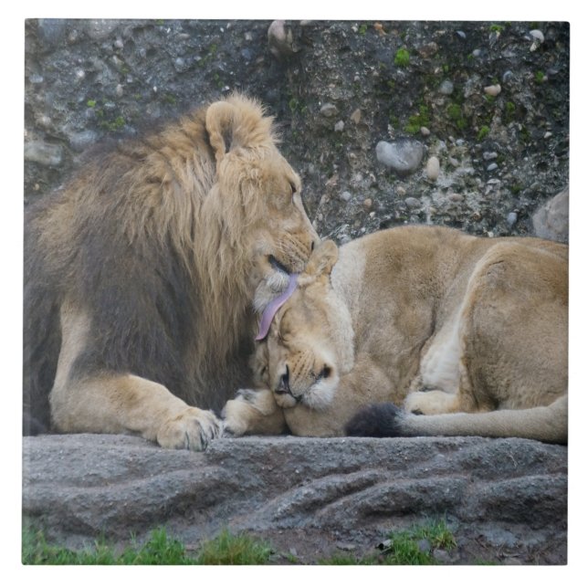 Mighty Lejonare Kärlek Kakelplatta (Framsidan)