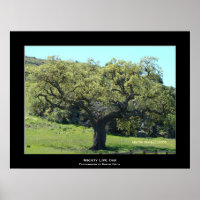 "Mighty Live Oak"