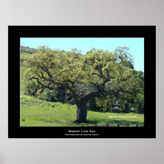 "Mighty Live Oak" Poster (Framsidan)