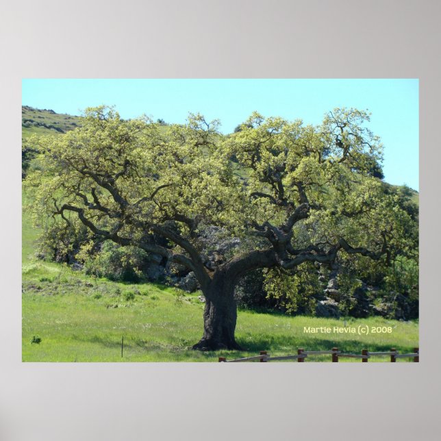 Mighty Live Oak Poster (Framsidan)