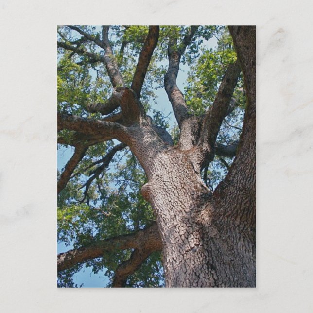 Mighty Oak Vykort (Framsida)