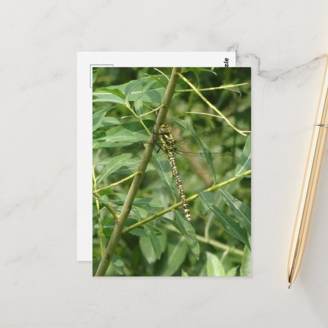 Migrant Hawker Dragonfly, Holding on DIY Postcard Vykort (Fram/Back In Situ)
