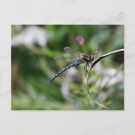MiGrant Hawker Dragonfly Vykort