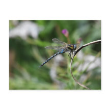 MiGrant Hawker Dragonfly