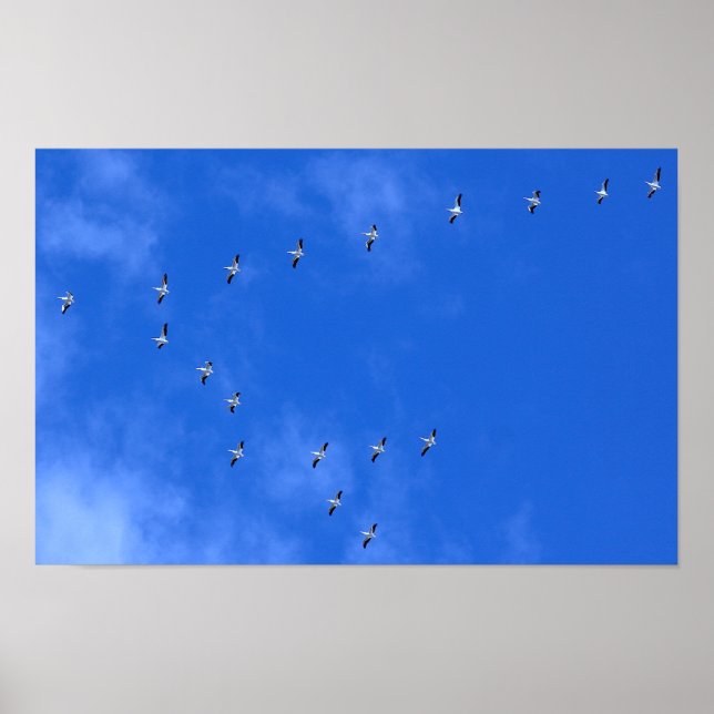 Migrating Birds Poster (Framsidan)