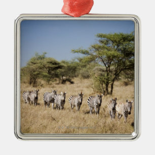 Migratingsebra, Tanzania Julgransprydnad Metall