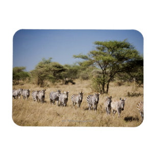 Migratingsebra, Tanzania Magnet
