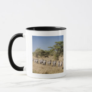 Migratingsebra, Tanzania Mugg