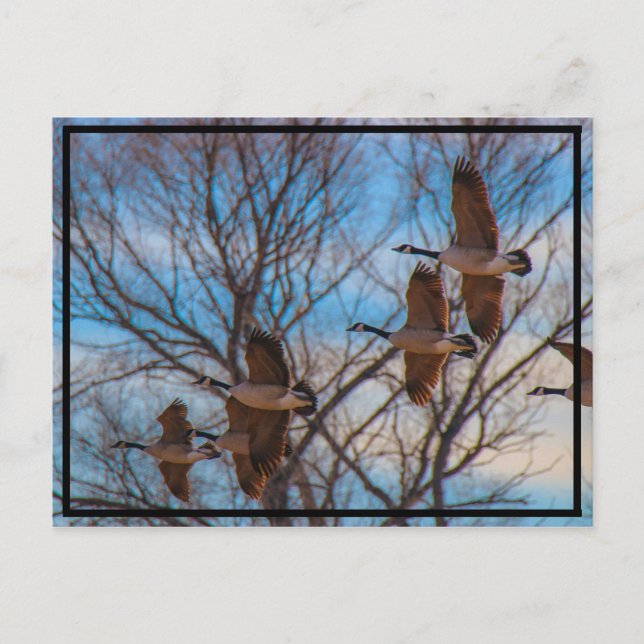 MIgration Vykort (Framsida)