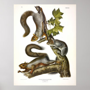 Migrationsvätska (Östra Grått) från Audubon Poster