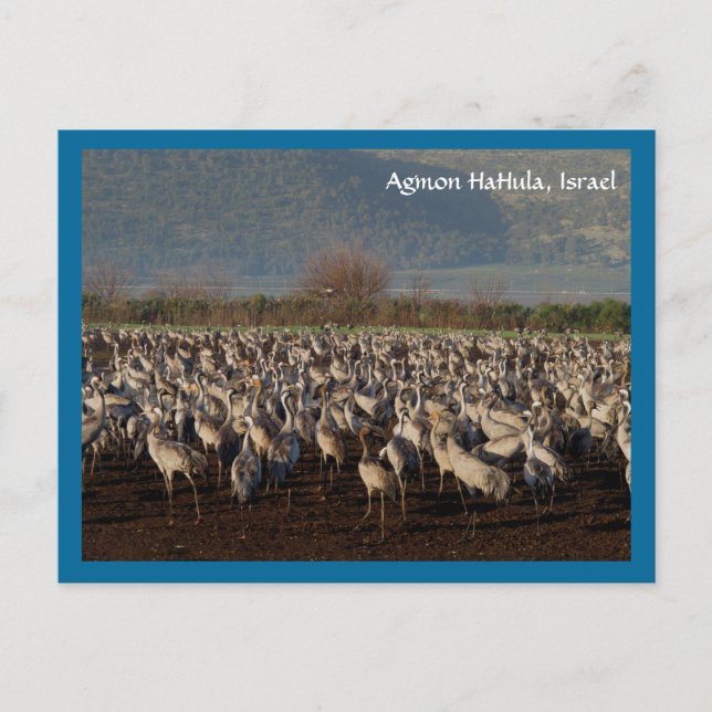 Migrerande fågelvykort vykort (Framsida)