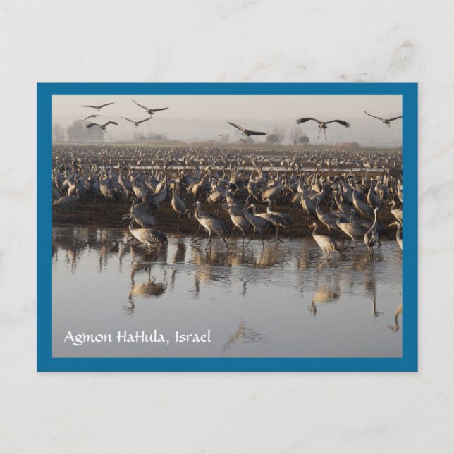 Migrerande fågelvykort vykort (Framsida)