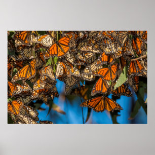 Migrerande monarch-fjärilar som klamrar sig fast i poster