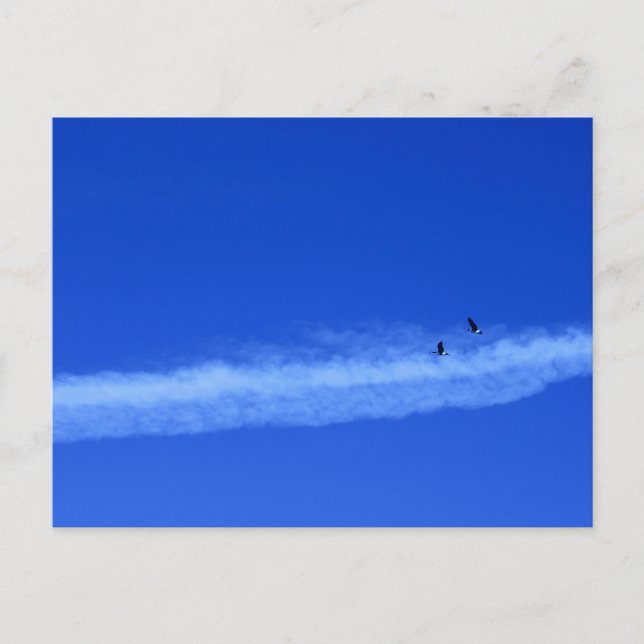 Migrerande par av gäss vykort (Framsida)