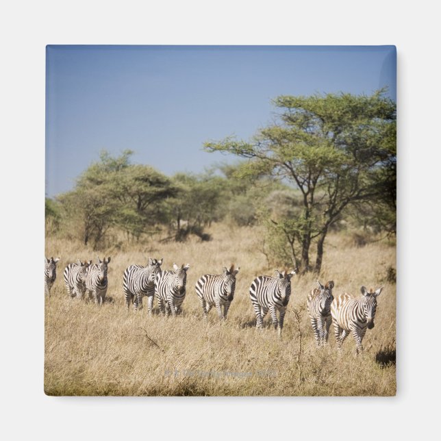 Migrerande zebra, Tanzania Magnet (Framsidan)