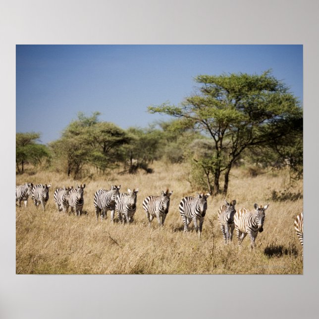Migrerande zebra, Tanzania Poster (Framsidan)