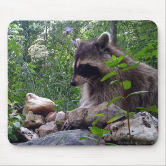 Mika raccoonen musmatta