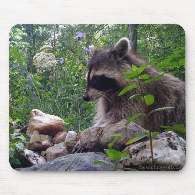 Mika raccoonen musmatta (Framsidan)