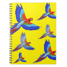 Mikitiez papegoja hawaii sommarsolnedgång strand v