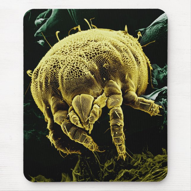 Mikroskopisk ArthropodAcari kvalster Lorryia Musmatta (Framsidan)