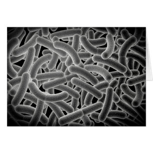 Mikroskopisk vy av Bacilli-bakterier Hälsningskort