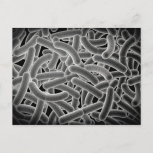 Mikroskopisk vy av Bacilli-bakterier Vykort