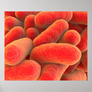 Mikroskopisk vy av bakterier 4 poster