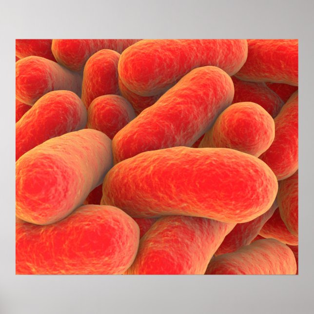 Mikroskopisk vy av bakterier 4 poster (Framsidan)