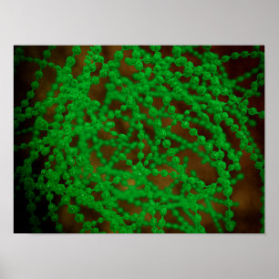 Mikroskopisk vy av cocci Bacterium Poster