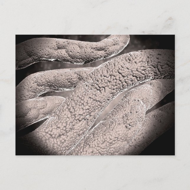 Mikroskopisk vy av Corncob-bildning Vykort (Framsida)