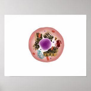 Mikroskopisk vy av djurcell 1 poster