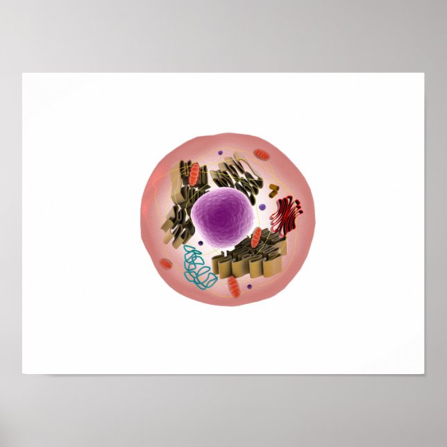 Mikroskopisk vy av djurcell 1 poster (Framsidan)