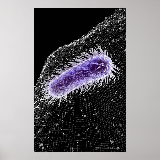 Mikroskopisk vy av en helicobacter pylori cell poster (Framsidan)
