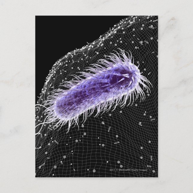 Mikroskopisk vy av en helicobacter pylori cell vykort (Framsida)