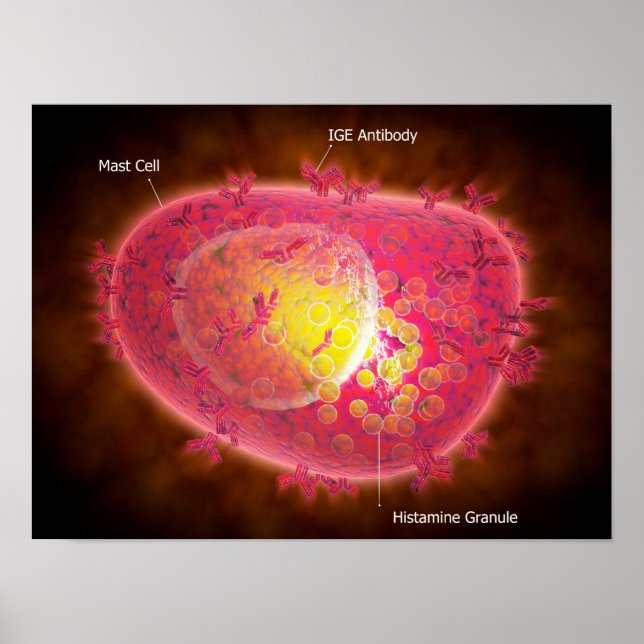 Mikroskopisk vy av en mastcell poster (Framsidan)