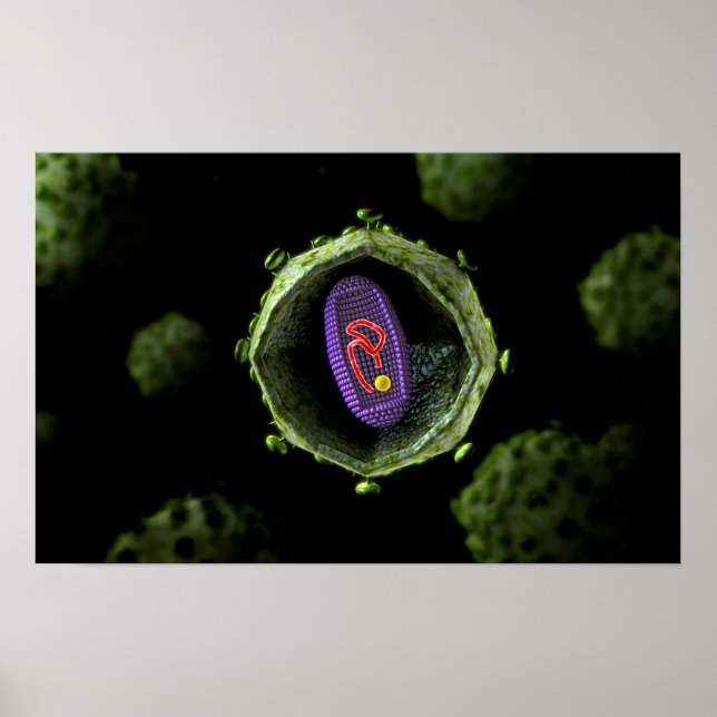 Mikroskopisk vy av hiv-virus, Kor Poster (Framsidan)