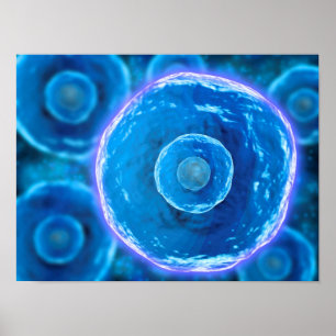 Mikroskopisk vy av humana B- celler 1 Poster