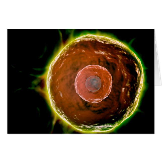 Mikroskopisk vy av humana B- celler 2 Hälsningskort (Framsidan Horizontal)