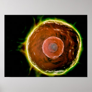 Mikroskopisk vy av humana B- celler 2 Poster