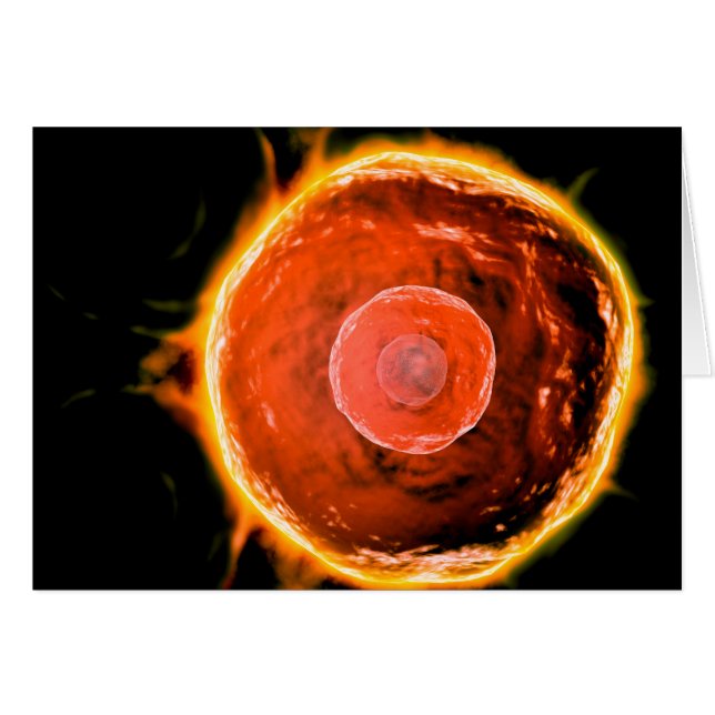 Mikroskopisk vy av humana B- celler 3 Hälsningskort (Framsidan Horizontal)