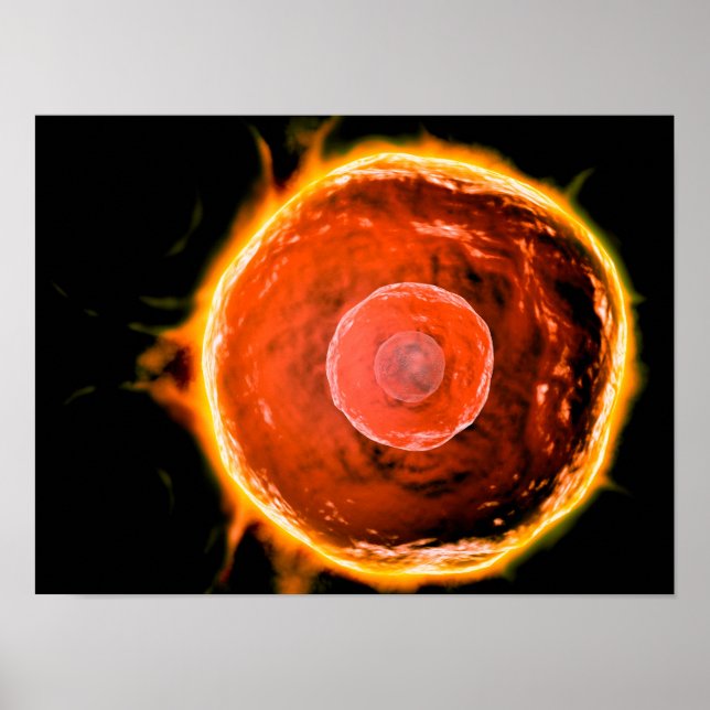 Mikroskopisk vy av humana B- celler 3 Poster (Framsidan)