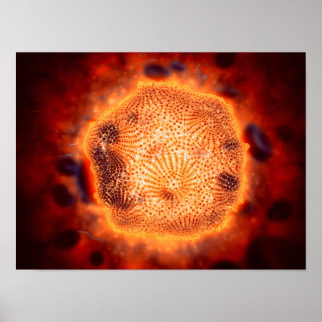 Mikroskopisk vy av Hund Parvovirus 4 Poster (Framsidan)