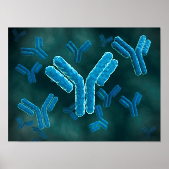 Mikroskopisk vy av immunglobulin G- molekyler. Poster (Framsidan)