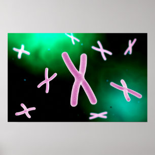 Mikroskopisk vy av kromosom 2 poster