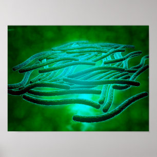 Mikroskopisk vy av Legionella Pneumophila 1 Poster