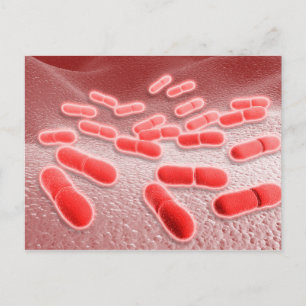 Mikroskopisk vy av Listeria Monocytogenes 4 Vykort
