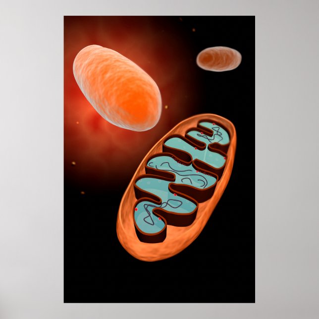 Mikroskopisk vy av Mitochondria 1 Poster (Framsidan)
