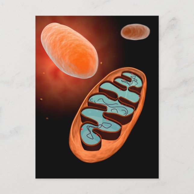 Mikroskopisk vy av Mitochondria 1 Vykort (Framsida)