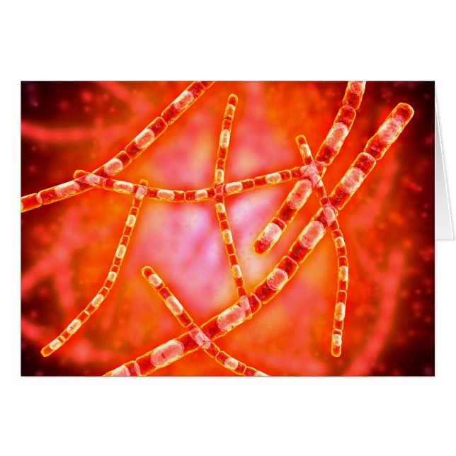 Mikroskopisk vy av mjältbrand 1 hälsningskort (Framsidan Horizontal)