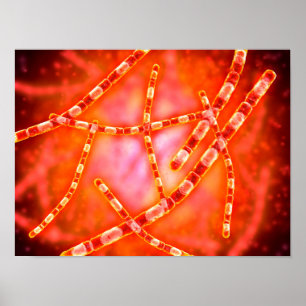 Mikroskopisk vy av mjältbrand 1 poster